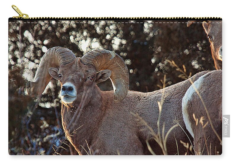 Bighorn Sheep Zip Pouch featuring the photograph An Icy Stare by Jim Garrison