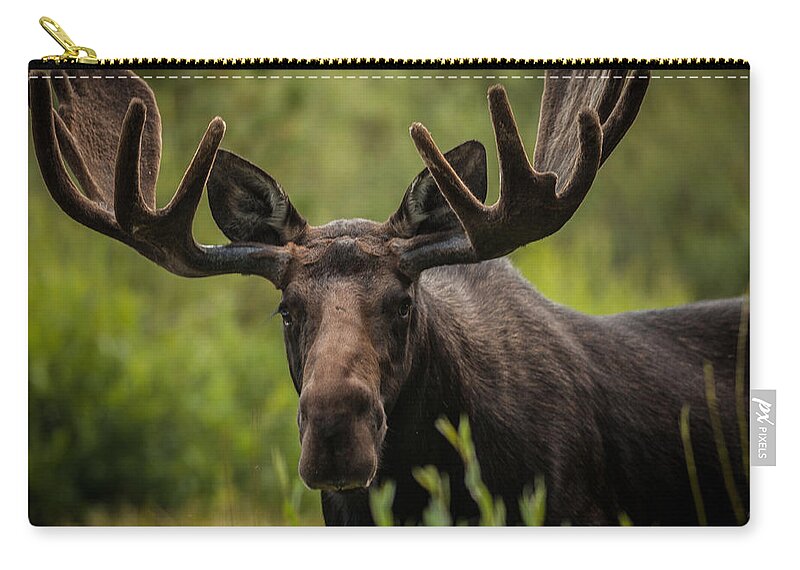 Mammal Zip Pouch featuring the photograph An Majestic Bull by Steven Reed