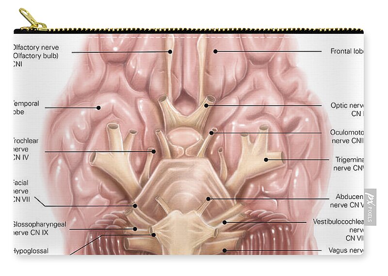 Anatomy Of Human Brain Inferior View Carry All Pouch