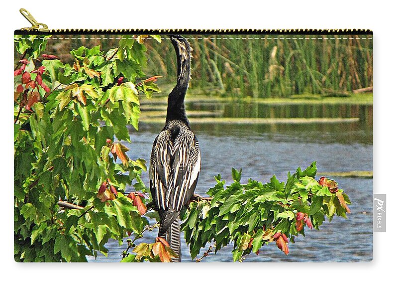 Florida Zip Pouch featuring the photograph Anhinga in Florida by MTBobbins Photography