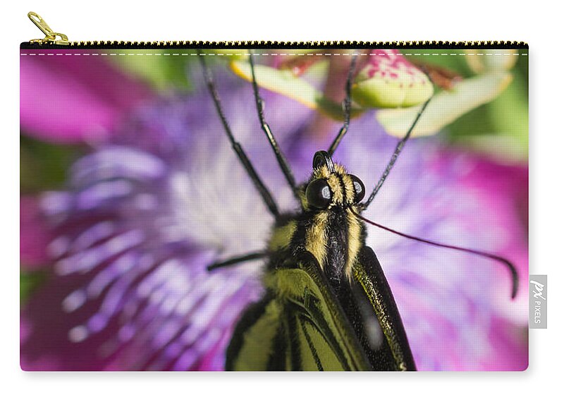 Swallowtail Butterfly Zip Pouch featuring the photograph Anise Swallowtail Butterfly and Passionflower by Priya Ghose