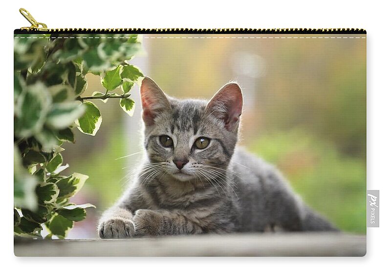 Kittens Zip Pouch featuring the photograph Anticipation by Dennis Baswell