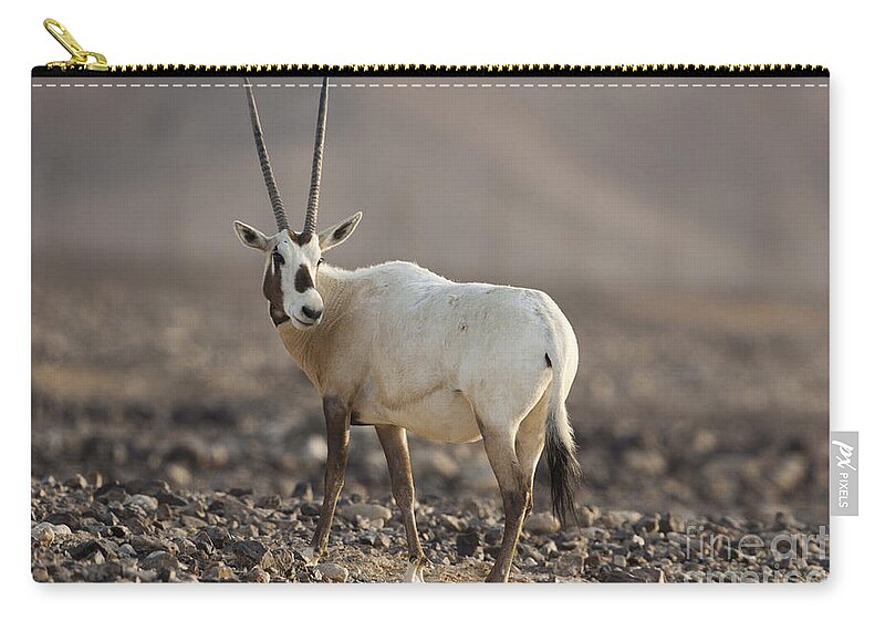 Herd Zip Pouch featuring the photograph Arabian Oryx Oryx leucoryx by Eyal Bartov