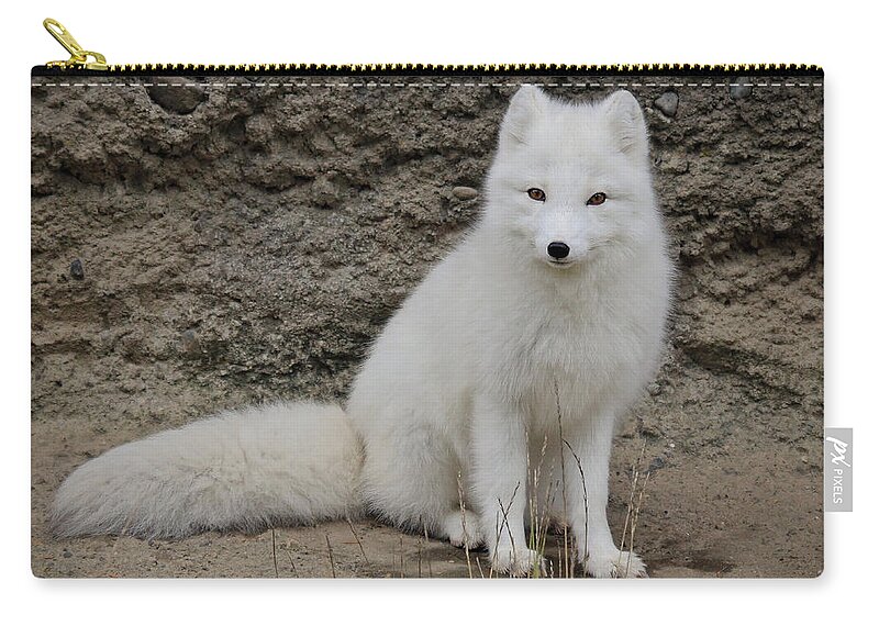 White Fox Zip Pouch featuring the photograph Arctic Fox by Athena Mckinzie