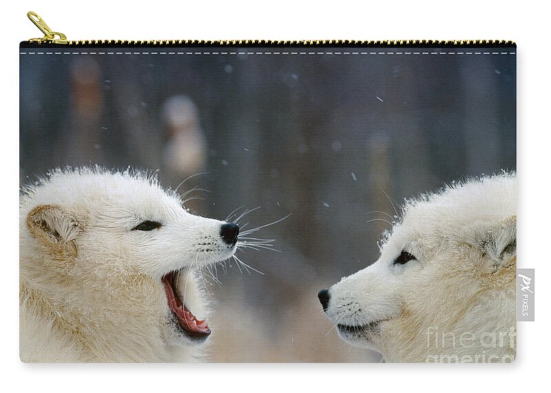 Animal Zip Pouch featuring the photograph Arctic Fox Pair Playing by Alan and Sandy Carey