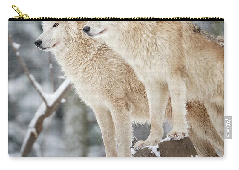Snow Zip Pouch featuring the photograph Arctic Wolves Pack In Wildlife, Winter by 4fr