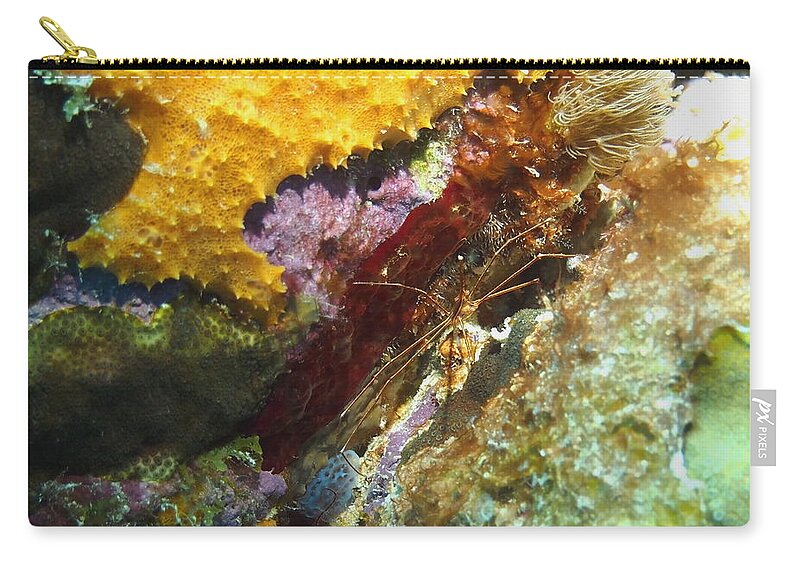 Nature Zip Pouch featuring the photograph Arrow Crab in a Rainbow of Coral by Amy McDaniel