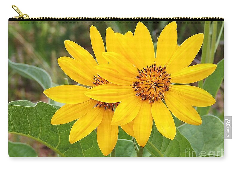 Arrowleaf Balsamroot Zip Pouch featuring the photograph Arrowleaf Balsamroot by Michele Penner