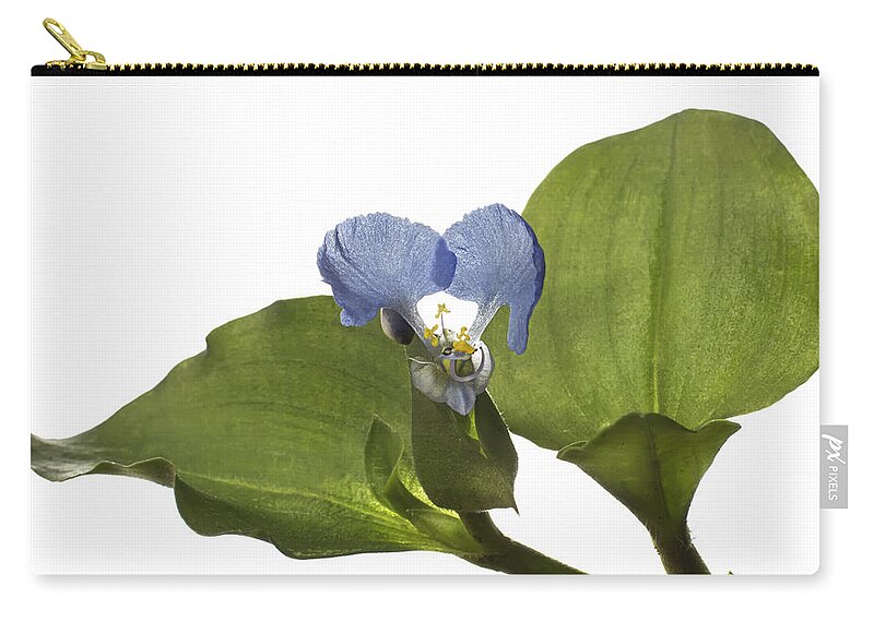 Flower Zip Pouch featuring the photograph Asiatic Day Flower by Endre Balogh