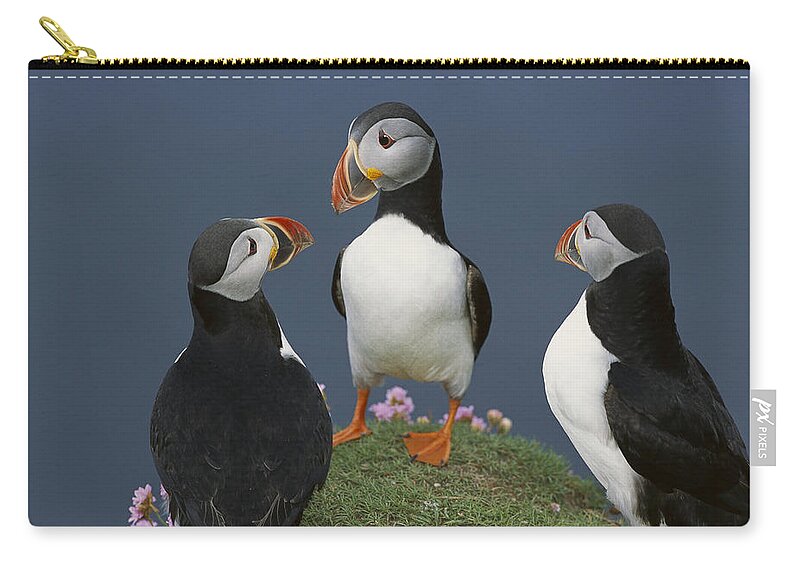 Feb0514 Zip Pouch featuring the photograph Atlantic Puffin Group Courting by Tui De Roy