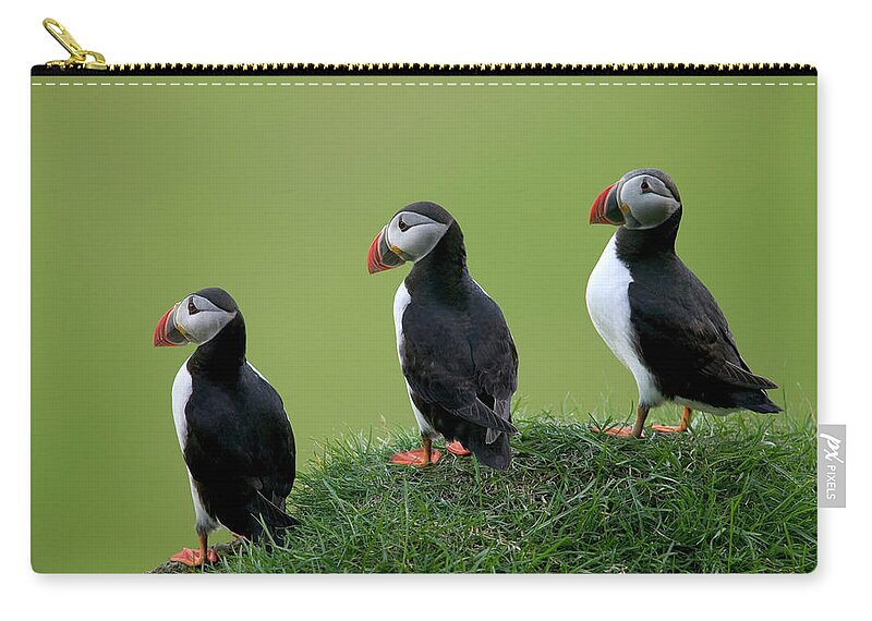 00620956 Zip Pouch featuring the photograph Atlantic Puffin Trio on Cliff by Cyril Ruoso
