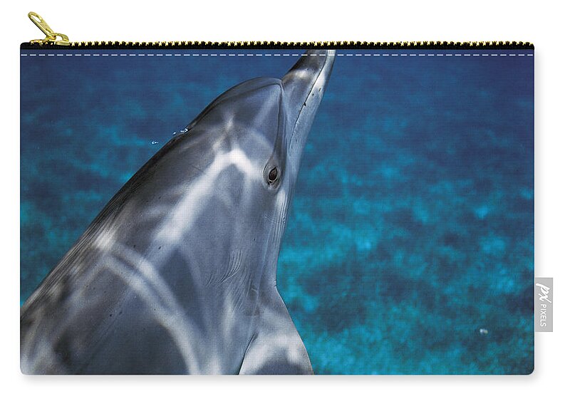 Feb0514 Zip Pouch featuring the photograph Atlantic Spotted Dolphin Bahamas by Hiroya Minakuchi