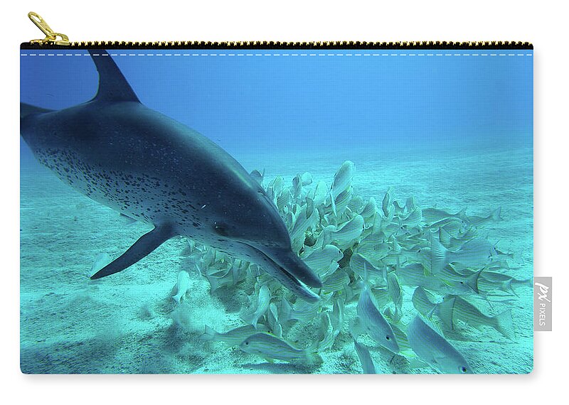 00270195 Zip Pouch featuring the photograph Atlantic Spotted Dolphin Feeding by Hiroya Minakuchi