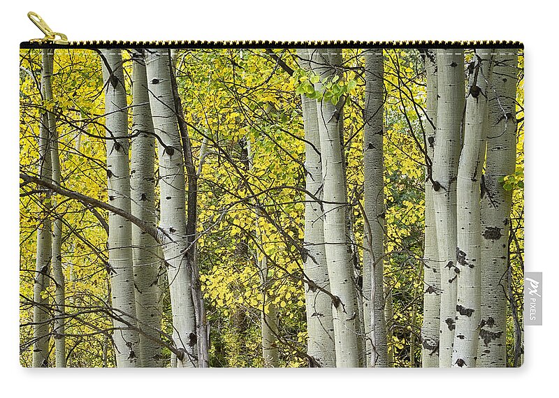 Autumn Zip Pouch featuring the photograph Autumn Aspen Tree Trunks In Their Glory by James BO Insogna
