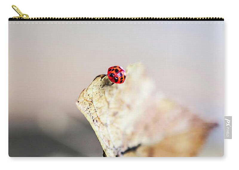 Insect Zip Pouch featuring the photograph Autumn Ladybird by Iselin Valvik Photography