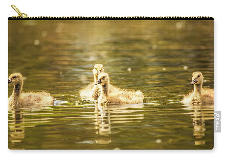 Goose Zip Pouch featuring the photograph Baby Geese On The Water by Bill and Linda Tiepelman