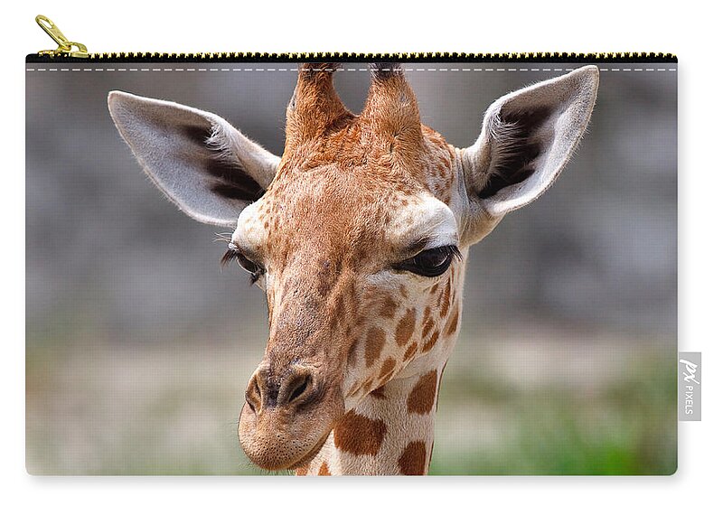 Nature Zip Pouch featuring the photograph Baby Giraffe by Louise Heusinkveld