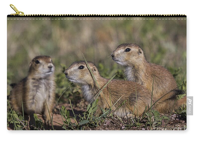 Dogs Zip Pouch featuring the photograph Baby Prairie Dogs by Steve Triplett