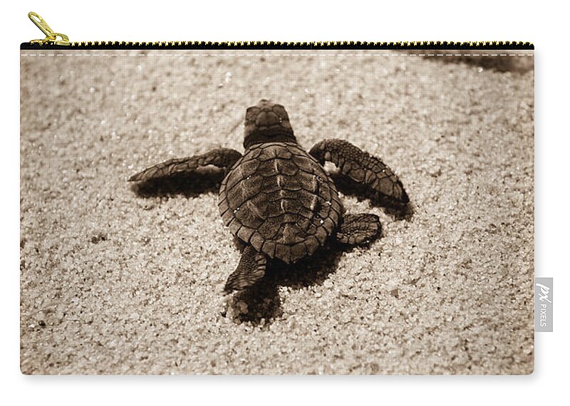 Baby Loggerhead Carry-all Pouch featuring the photograph Baby Sea Turtle by Sebastian Musial