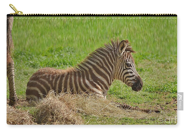 Zebra Carry-all Pouch featuring the photograph Baby Zebra Resting by Kathy Baccari