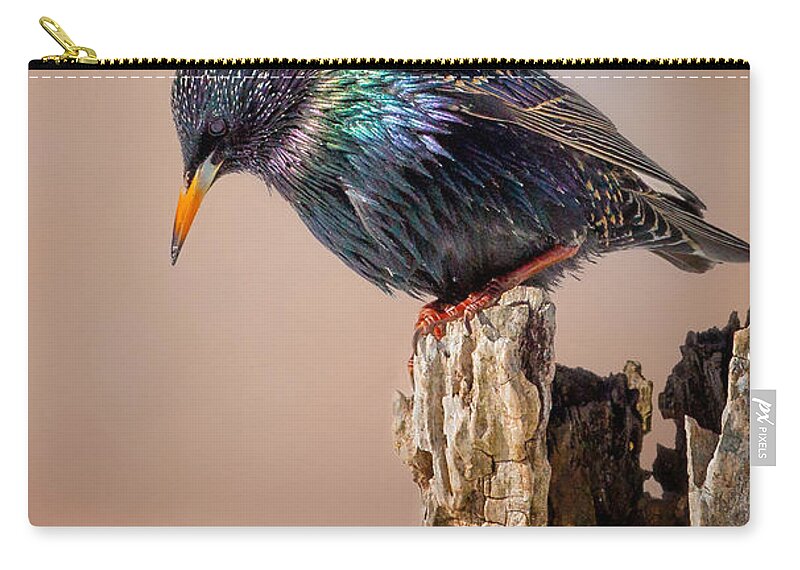 Starling Zip Pouch featuring the photograph Backyard Birds European Starling by Bill Wakeley