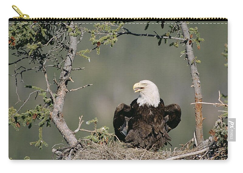 Feb0514 Zip Pouch featuring the photograph Bald Eagle Calling On Nest Alaska by Michael Quinton