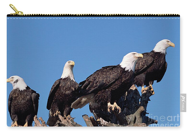 00343935 Zip Pouch featuring the photograph Bald Eagle Quartet by Yva Momatiuk and John Eastcott
