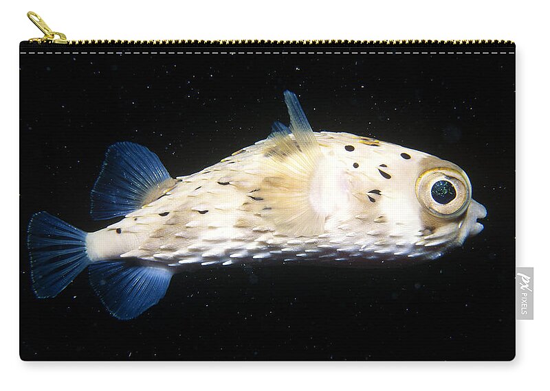 Animal Zip Pouch featuring the photograph Balloonfish by Mary Beth Angelo
