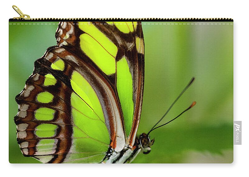 Insect Zip Pouch featuring the photograph Bamboo Page Butterfly Philaethria Dido by Ed Reschke