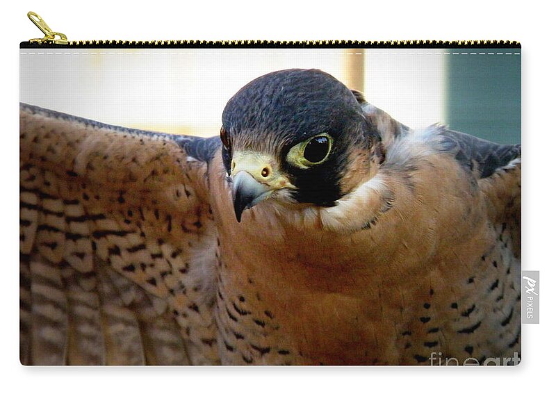 Falcon Zip Pouch featuring the photograph Barbary Falcon Wings Stretched by Lainie Wrightson