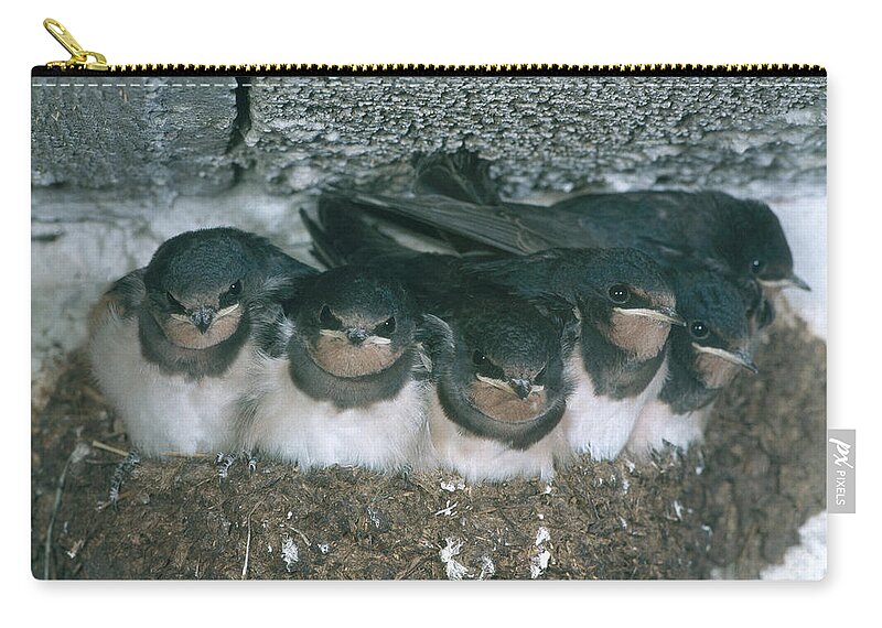 Barn Swallow Zip Pouch featuring the photograph Barn Swallows by Hans Reinhard