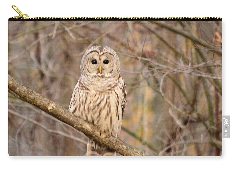Barred Owl Zip Pouch featuring the photograph Barred Owl by Judy Genovese