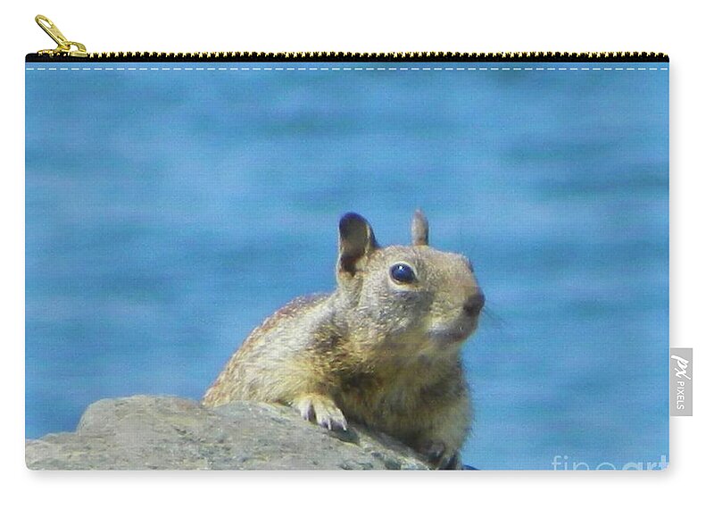 Squirrel Zip Pouch featuring the photograph Bay Squirrel by Gallery Of Hope 