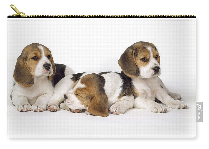 Beagle Carry-all Pouch featuring the photograph Beagle Puppies, Row Of Three, Second by John Daniels