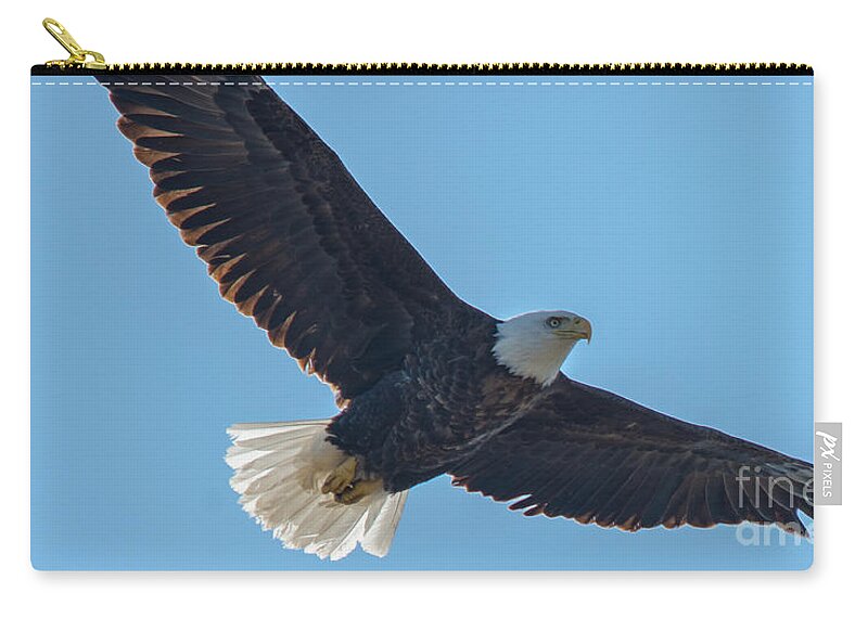 Bird Zip Pouch featuring the photograph Beautiful Bald Eagle by Cheryl Baxter