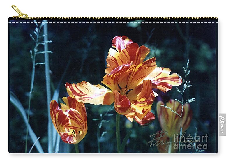 Gorgeous Zip Pouch featuring the photograph Gorgeous Tulip by Phyllis Kaltenbach