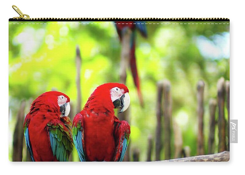 Bamboo Zip Pouch featuring the photograph Beautiful Creatures by Ck Loy