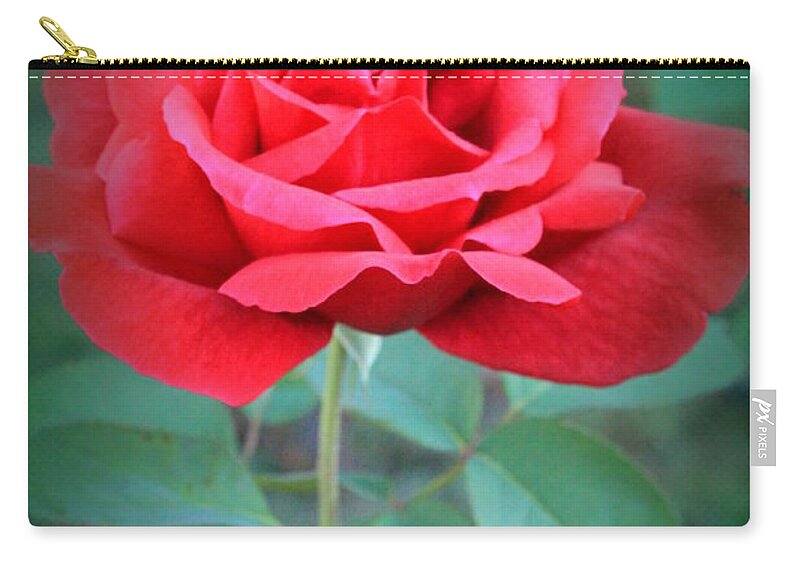 Rose Zip Pouch featuring the photograph Beautiful Morning Rose by Jennifer E Doll