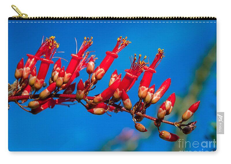 Ocotillo Zip Pouch featuring the photograph Beautiful Ocotillo by Robert Bales