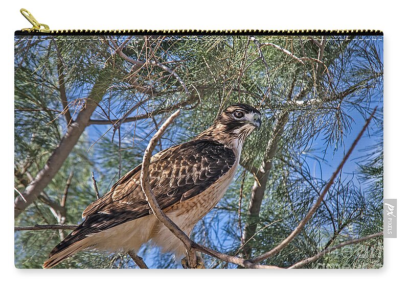Buteo Jamaicensis Zip Pouch featuring the photograph Beautiful Red-tailed Hawk by Robert Bales