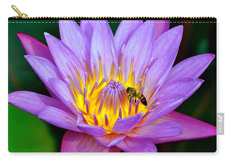 Best Lotus Photograph Zip Pouch featuring the photograph Beautiful Bee and Water Lily by Kristina Deane