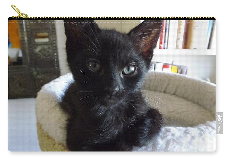 Kitten Zip Pouch featuring the photograph Beethoven Keeping Watch by Jussta Jussta