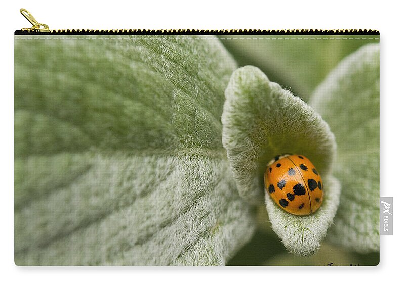 Fall Zip Pouch featuring the photograph Beetle Pad by Joan Wallner