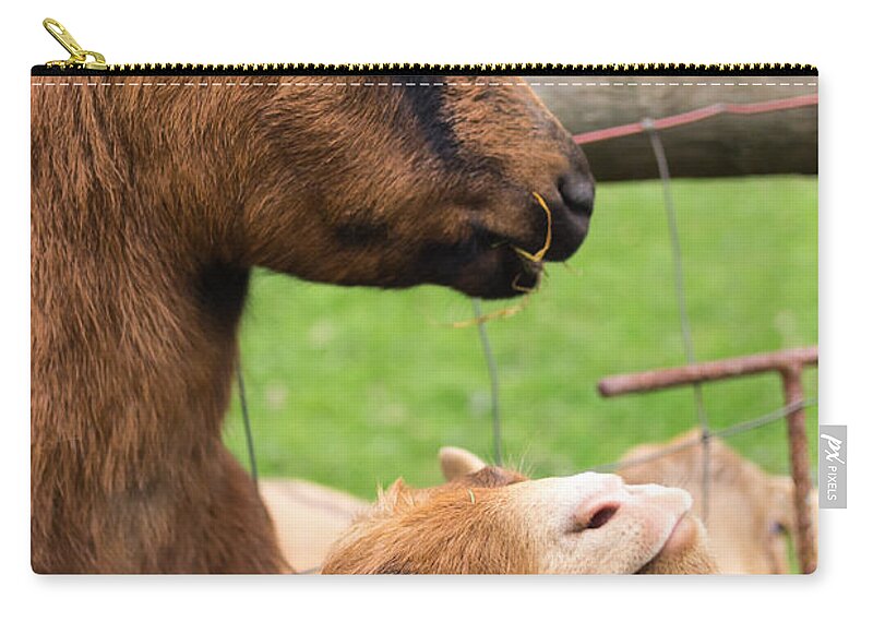 Goat Zip Pouch featuring the photograph Begging For A Bite by Priya Ghose