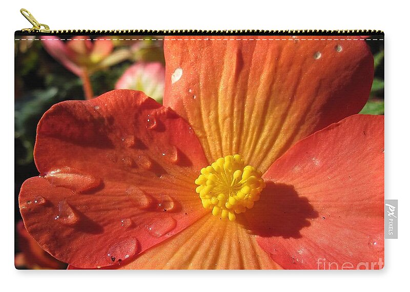 Flowers Zip Pouch featuring the photograph Begonia Tears by Csilla Florida