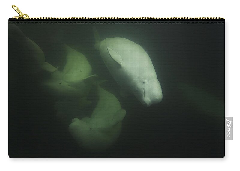 Feb0514 Zip Pouch featuring the photograph Beluga Trio Swimming Hudson Bay by Hiroya Minakuchi