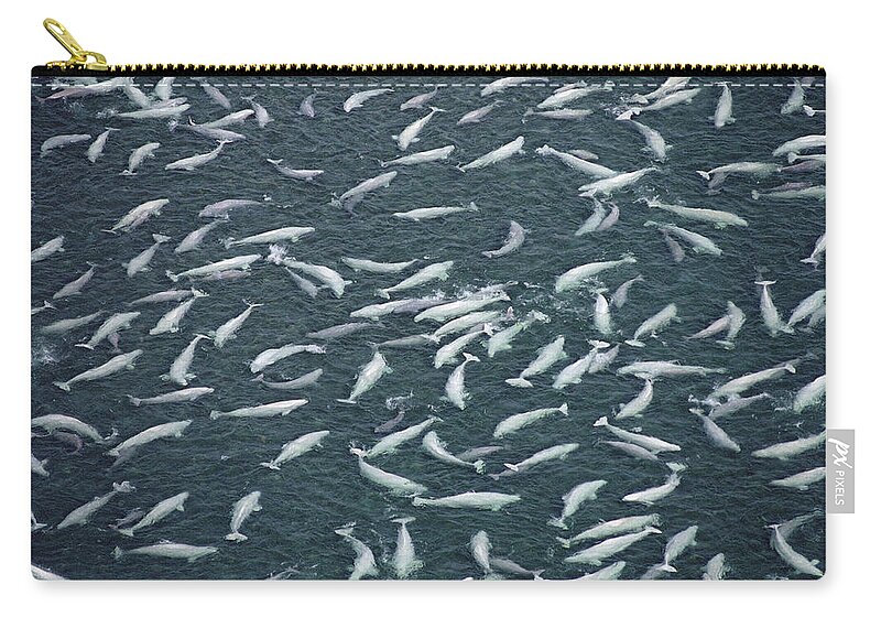 Feb0514 Zip Pouch featuring the photograph Beluga Whales Swim And Molt Nwt Canada by Flip Nicklin