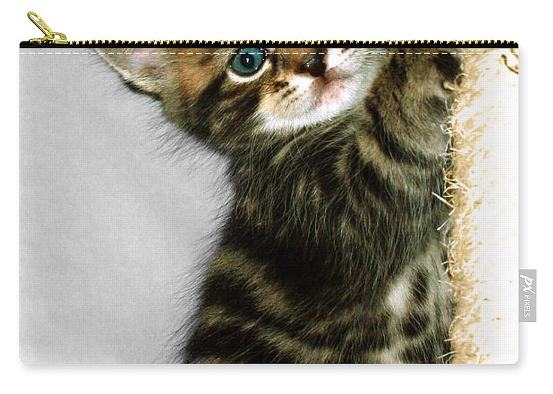 Kitten Zip Pouch featuring the photograph Benny the Kitten Playing by Terri Waters