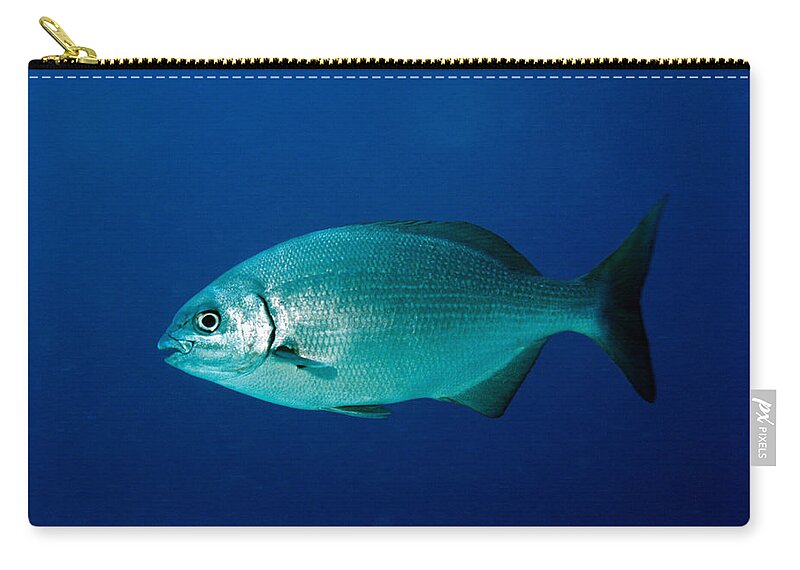 Animal Zip Pouch featuring the photograph Bermuda Chub Kyphosus Sectatrix by Charles Angelo
