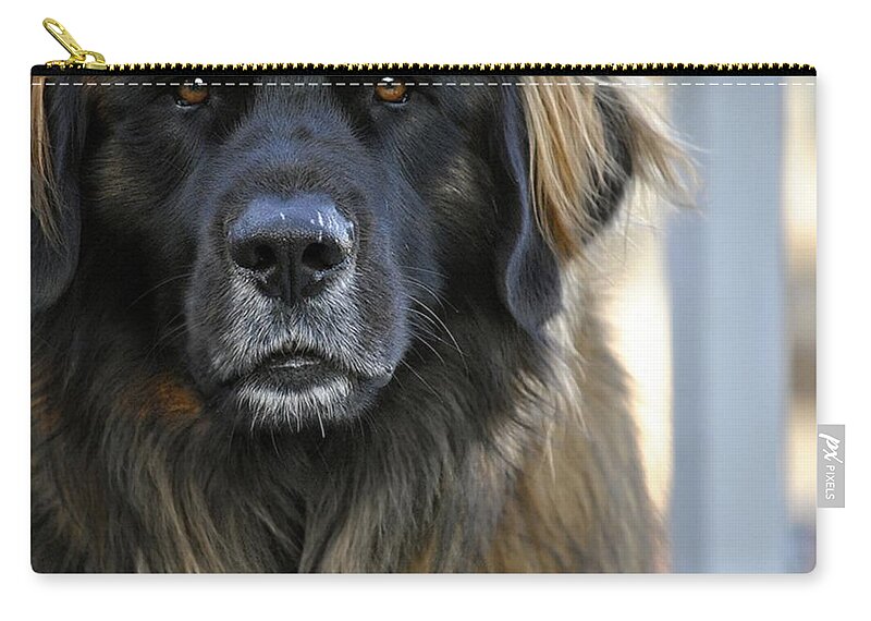Dog Zip Pouch featuring the photograph Big Beautiful Dog Leonberger by Marysue Ryan